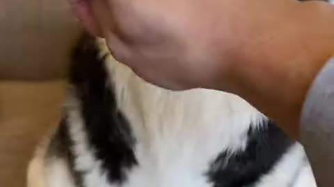 Husky GOES CRAZY When You Take Her Nose!!!