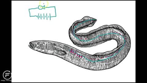 electric eels the silens killer