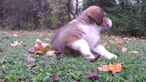 Exhausted puppy flops down for a nap after playtime with brothers and sisters