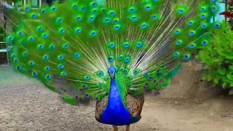 Peacock Bird Sounds Call | peacock birds amazing |