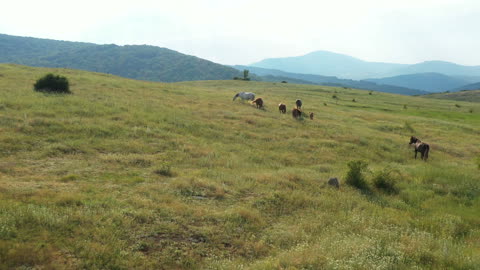 aerial view of horses