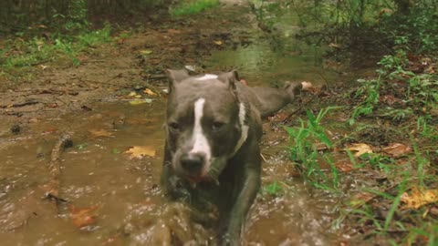 A Dog Getting Wet In The Creek