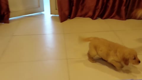 Golden Reaction to New Puppy