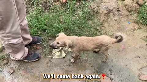 I gave a cookies 🍪 to a stray dog.💕 She was all wet due to the heavy rain.💦