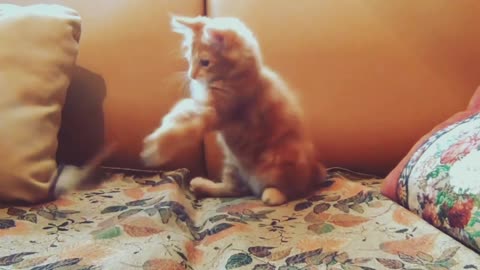 Curious brown cat happily playing with toys