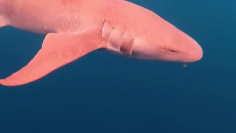 Pink Shark Deep in The Ocean, Never Seen Before #shorts #viral #shortsvideo #video