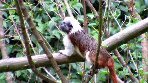 The World's Tiniest Primate| 🤥A Look at the Finger Mnkey|💭🤢