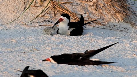 A Black Skimmer Chick