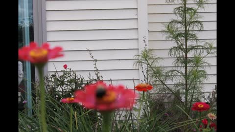 Beautiful Wildlife Garden Bee Butterfly Zinnia Garden NE Indiana Landscape