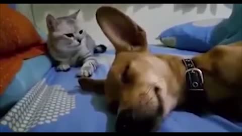 Cat Smacks Dog Out Of Sleep For Farting in His Presence!