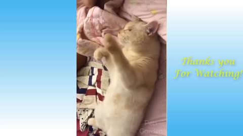 Cat's Funny Action During Sleep