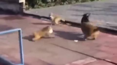 Dogs Vs Monkeys War