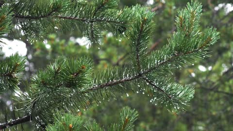 A beautiful branch of a spruce tree with rain