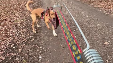 Bikejoring Training on a Trail