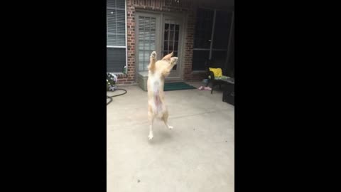 Golden retreiver fails at fetch