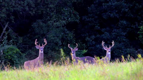 Whitetail Bucks in Summer