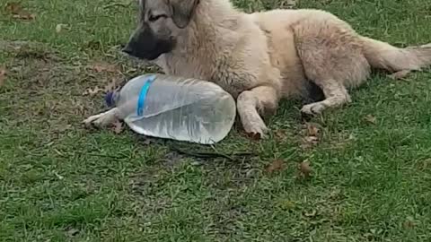 The puppy who wants to drink is trying to open the bottle cap first 🤣😅