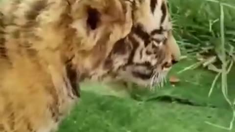 Cute Tiger Cub Running And Playing Around