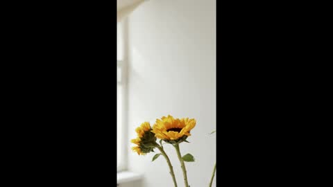 Beautiful Flowers videos