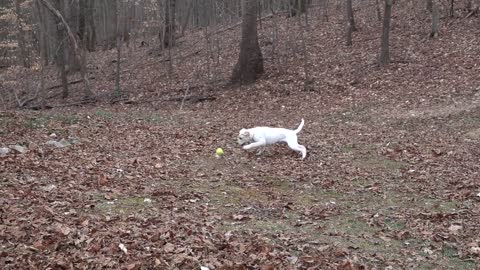 Mon chien joue dans les bois