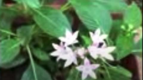 Beautiful Pentas Flowers