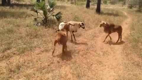 War Between Three Goats #shorts #viral #shortsvideo #video