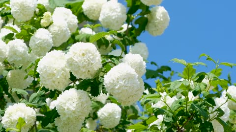 White puffy flowers are beautiful