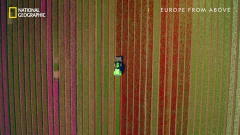 Tulip Farm Timelapse in Netherlands _ Europe From Above _ National Geographic UK