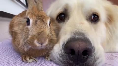 Adorable Golden Retriever Bailey Hugs Cute Rabbit Sam