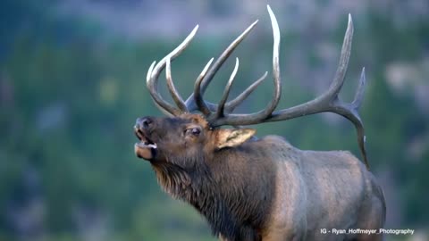 Great Shot Of An Elk Bugling In Estes Park In Colorado