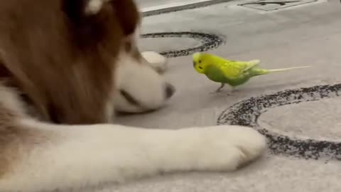 Diesel the Husky and Gosha the Parrot are Best Friends