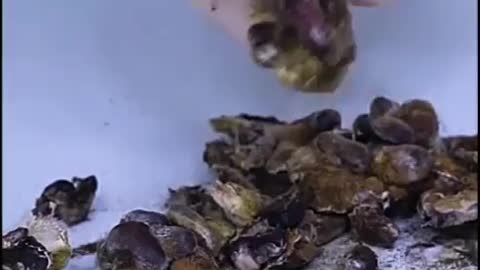 Time lapse of Food