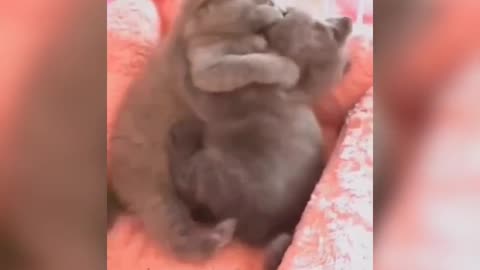 Funny cute cat2