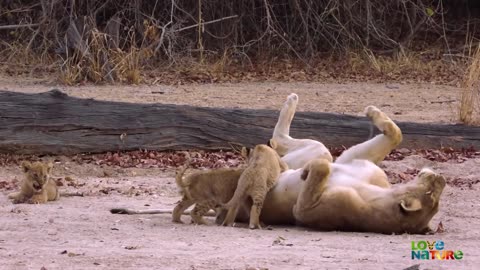 Lioness Surprises Cameraman with 3 Hidden Cubs | Love Nature