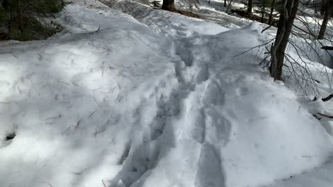 Crispy Icy Snow – Ochoco National Forest – Bandit Springs Sno-Park – Central Oregon – 4K