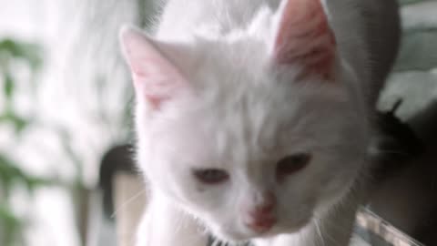 Beautiful White Cat is Playing Piano