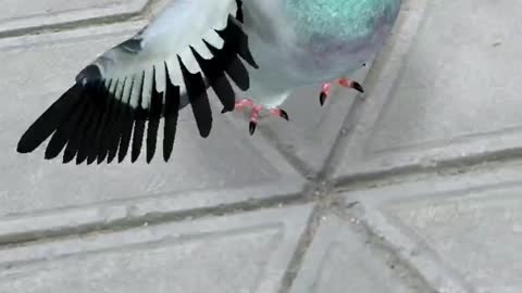 PIGEON