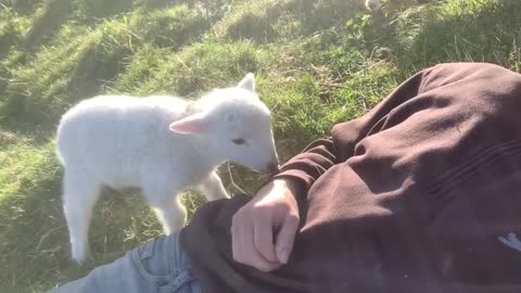 Cute Lamb Needs Attention