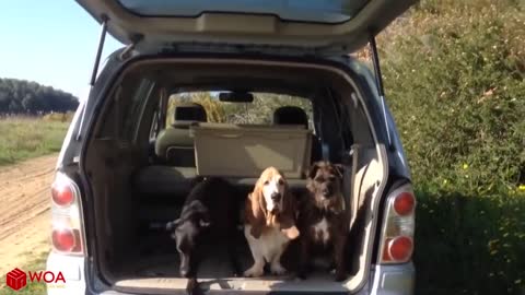 AMAZING ! Smart Dogs Wait For Their Names To Be Called _ Funny Pets Compilation