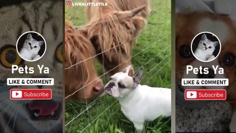 Funny bulldogs - part 4