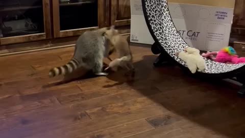 Racoon Gives Piggyback Ride To Fox Kit