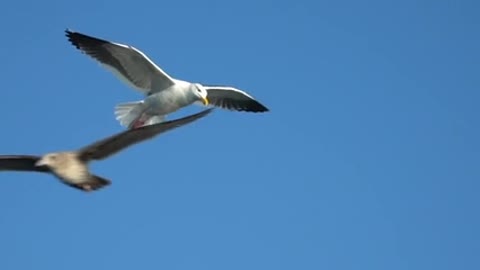 Beautiful bird flying in the sky 🐦🐦