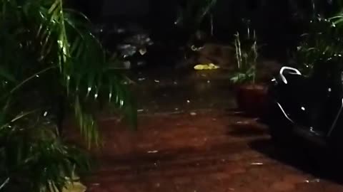 Scary thunderstorm and heavy rain natural video.