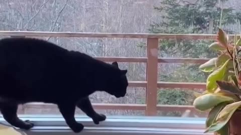 Fanny Cat Video and Cute Cat Video