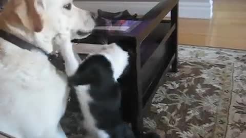 Dog playing with cat