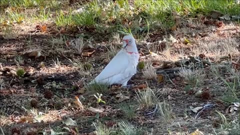 Cockatoos & Galahs