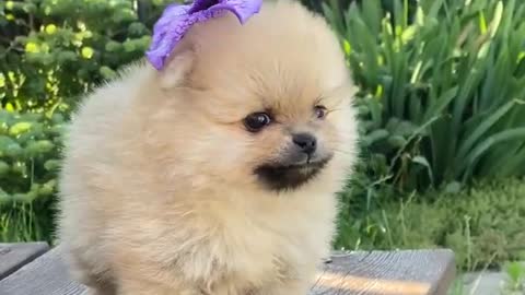 Cute baby dog Mot funny and Understanding