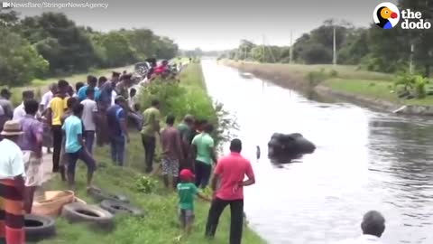 Elephant Trapped In Overflowing River Needs Help _ The Dodo