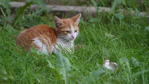 A Pet Kitten Resting And Trying To Catch Insect In The Grass for playing