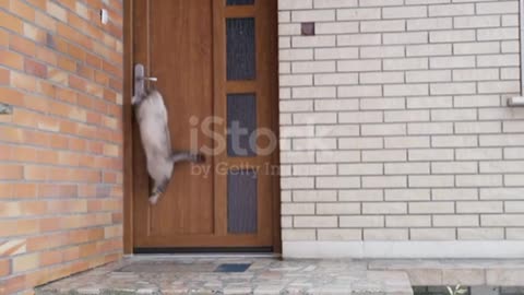 Funny MS Cat jumping,opening front door❤️😍